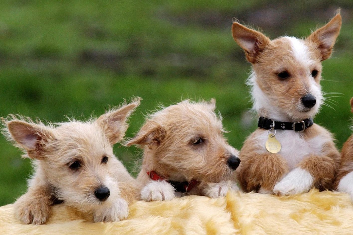 Portuguese Podengo puppies