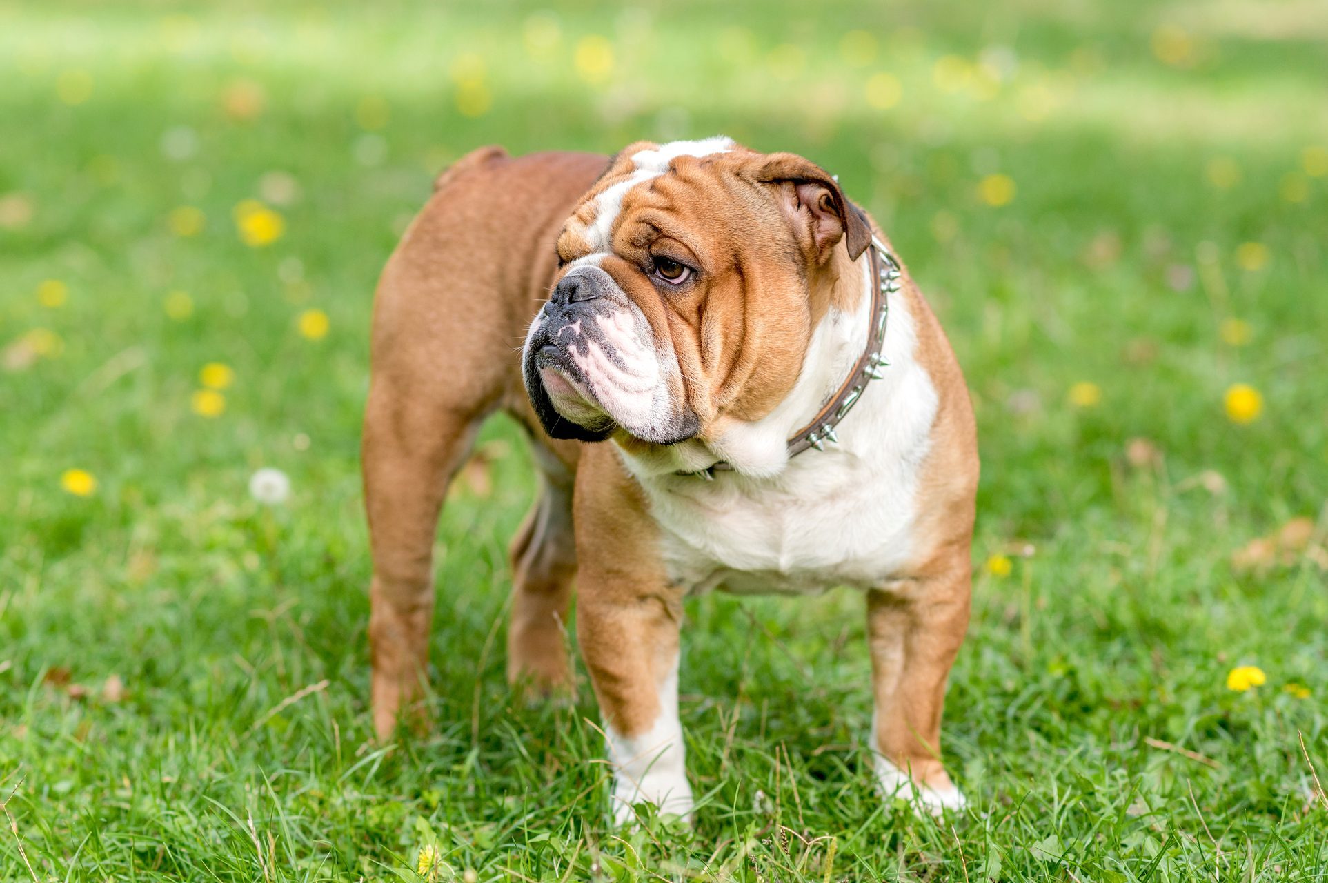 Bulldog stands alert on green grass, surrounded by scattered yellow flowers in a park-like setting.