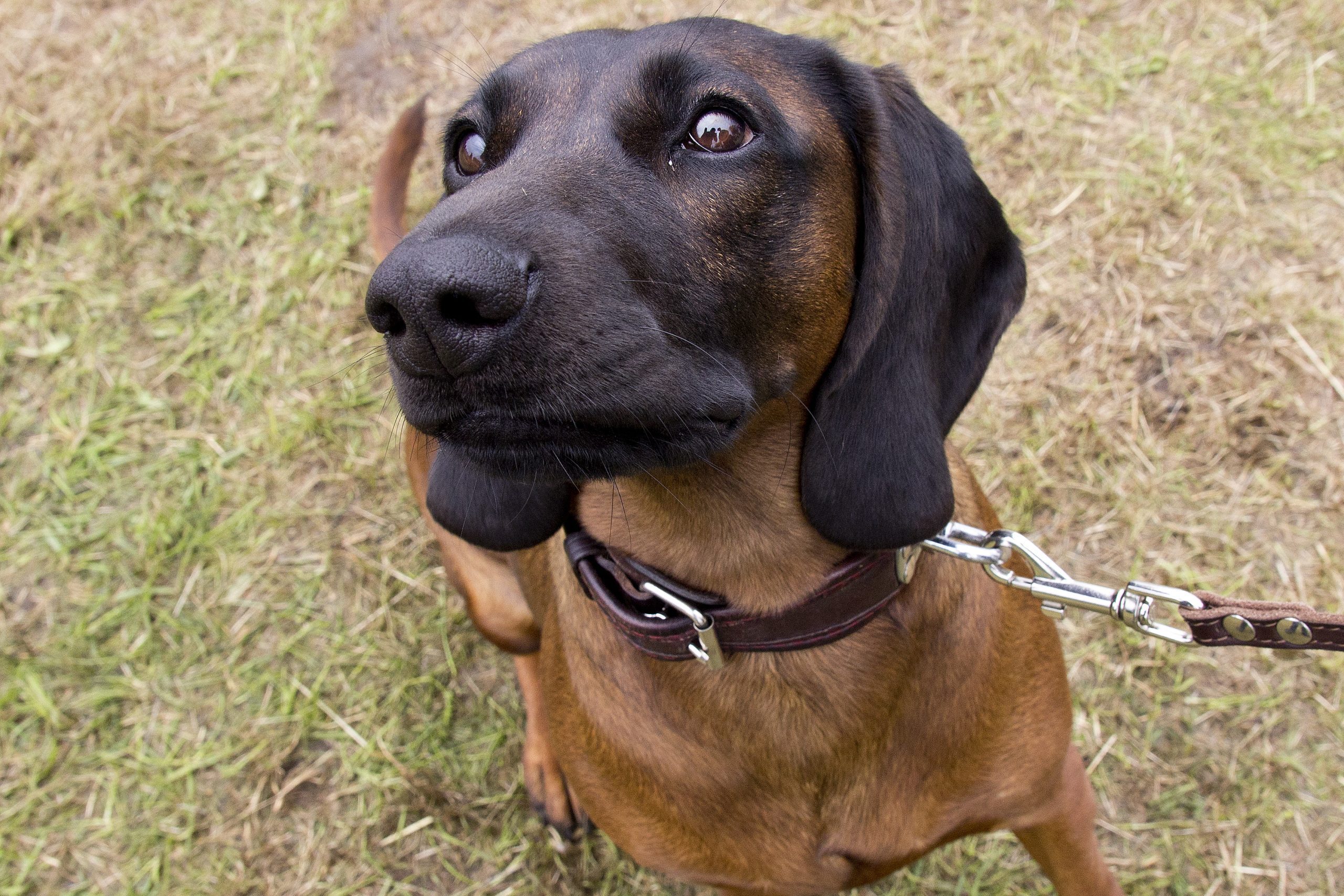 Bavarian scent hound