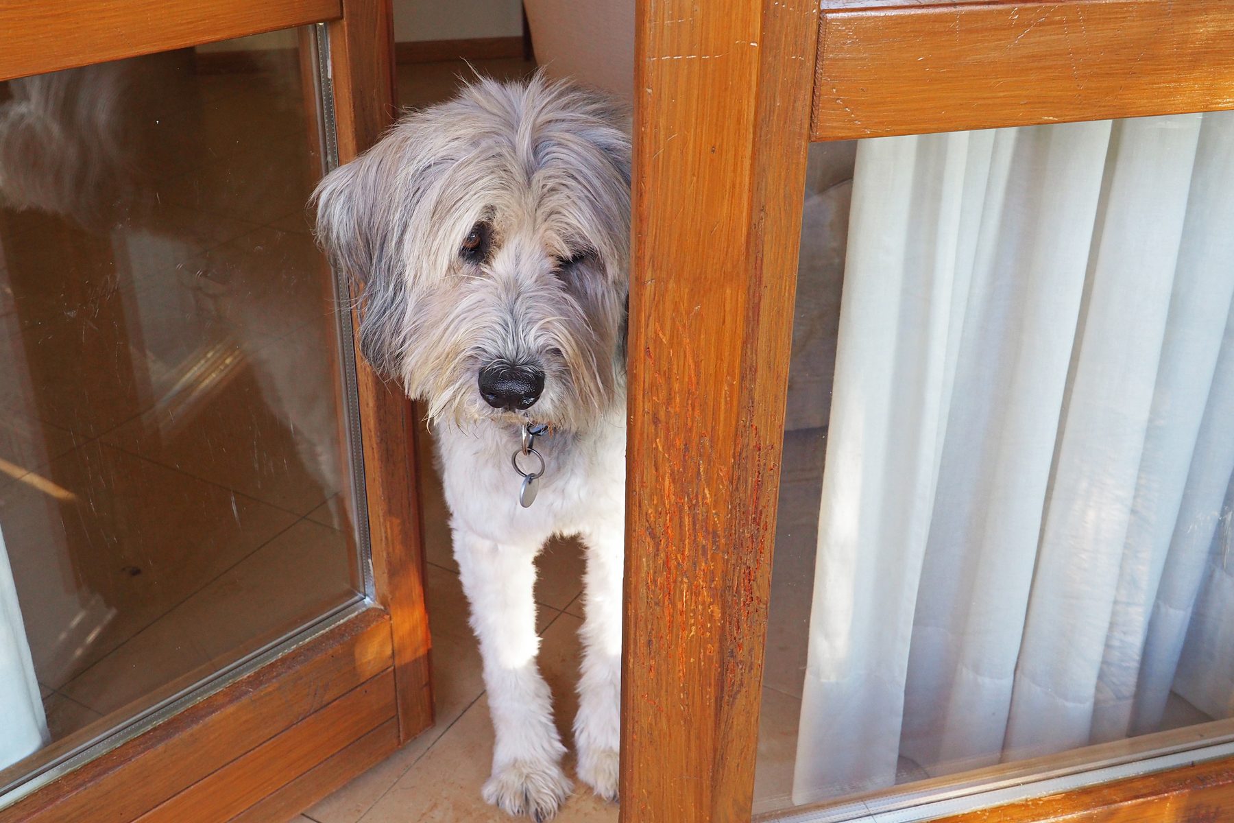 Bergamasco sheepdog looking through open window 