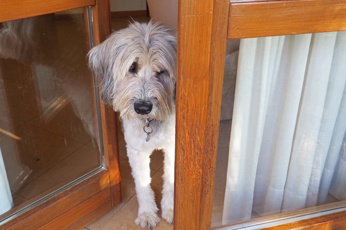 Bergamasco sheepdog looking through open window