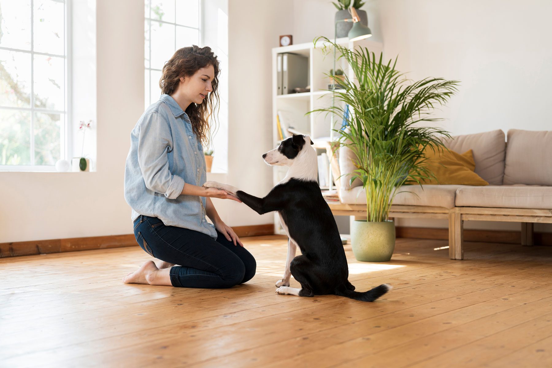 ack Russell Terrier shaking hand with woman 
