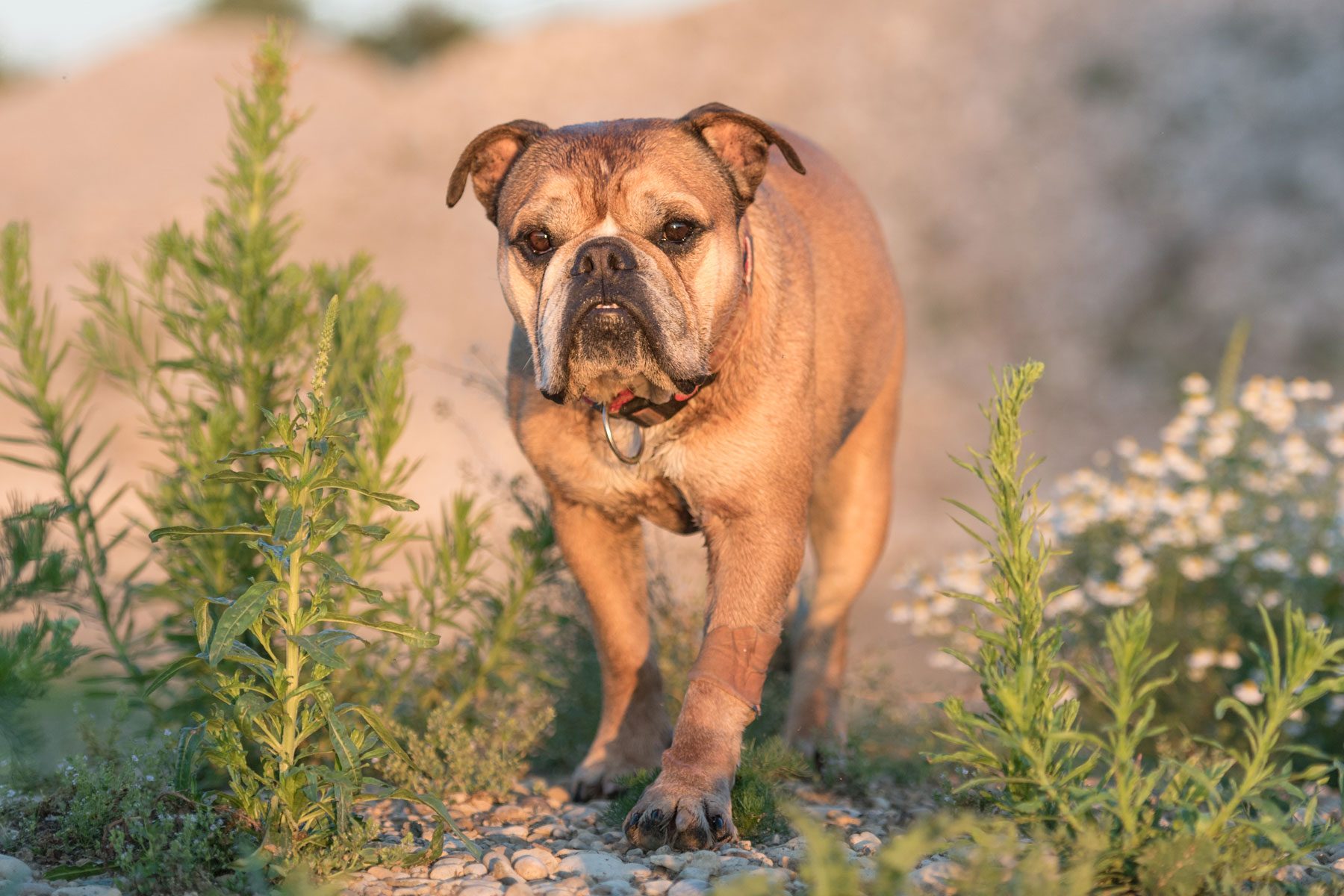 Bulldog walking through a rocky, grassy area, surrounded by green plants and small white flowers under warm sunlight.