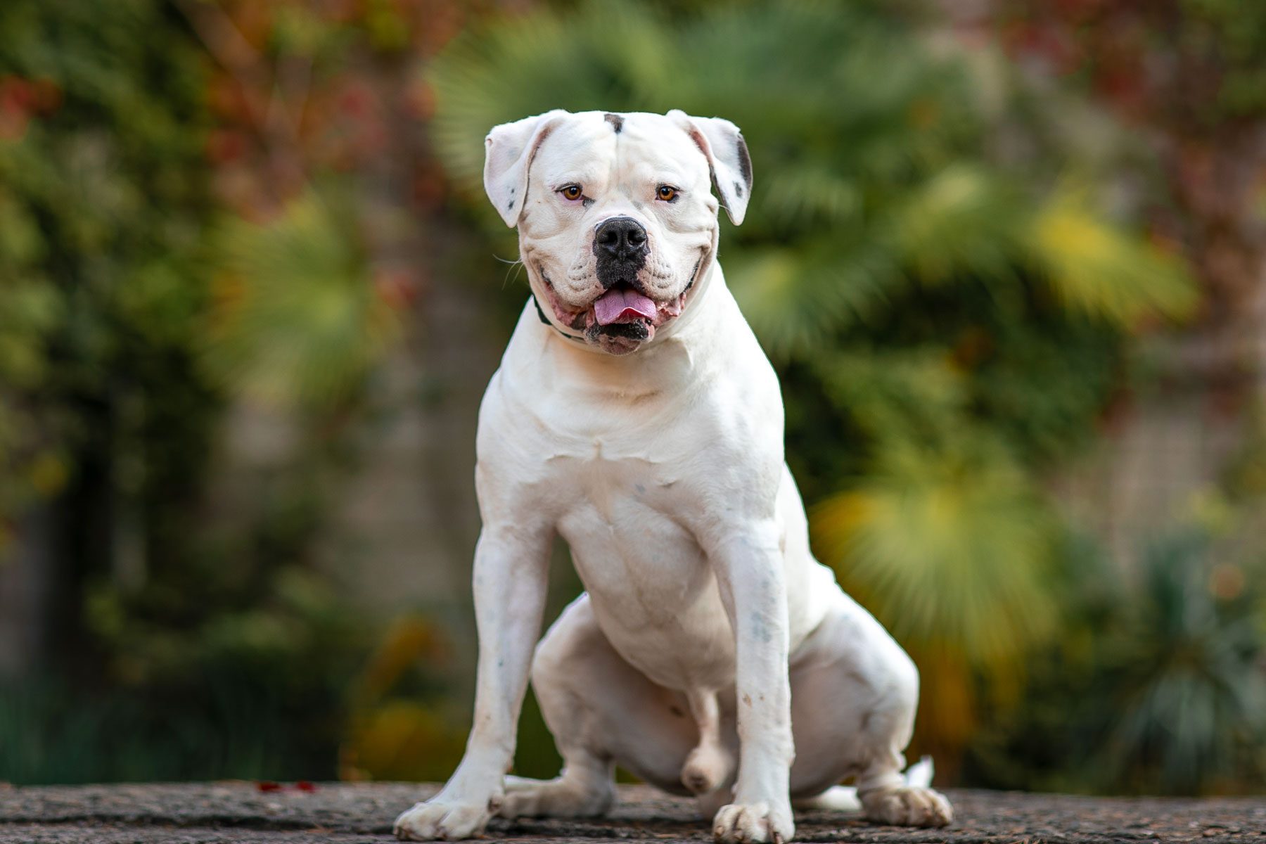 White dog sitting, tongue out, with a blurred, leafy garden background.