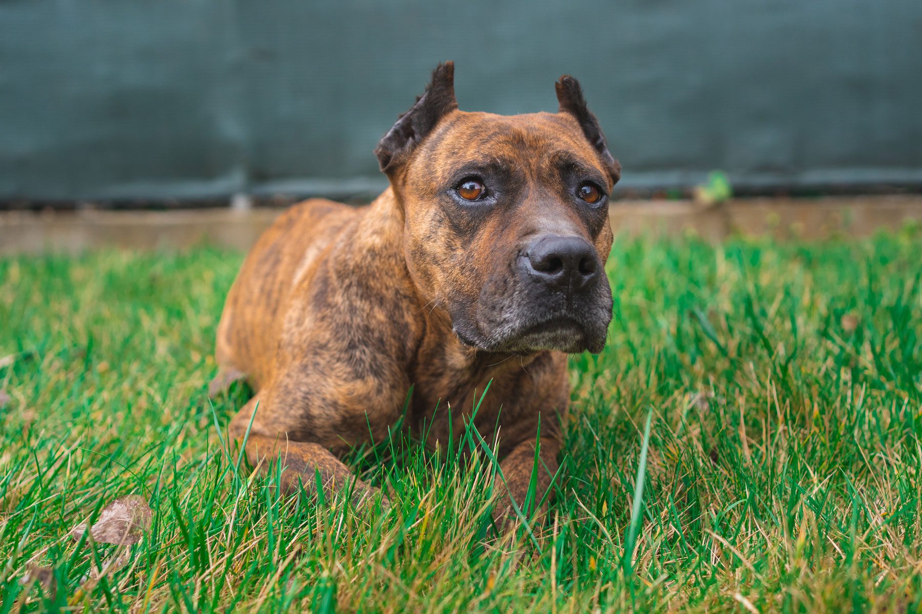 A brindle dog lies on green grass, looking forward with a curious expression, against a blurry dark fence background.