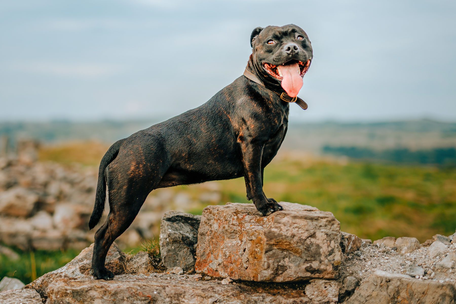 A black dog stands on rocks, tongue out, in a grassy, open landscape.