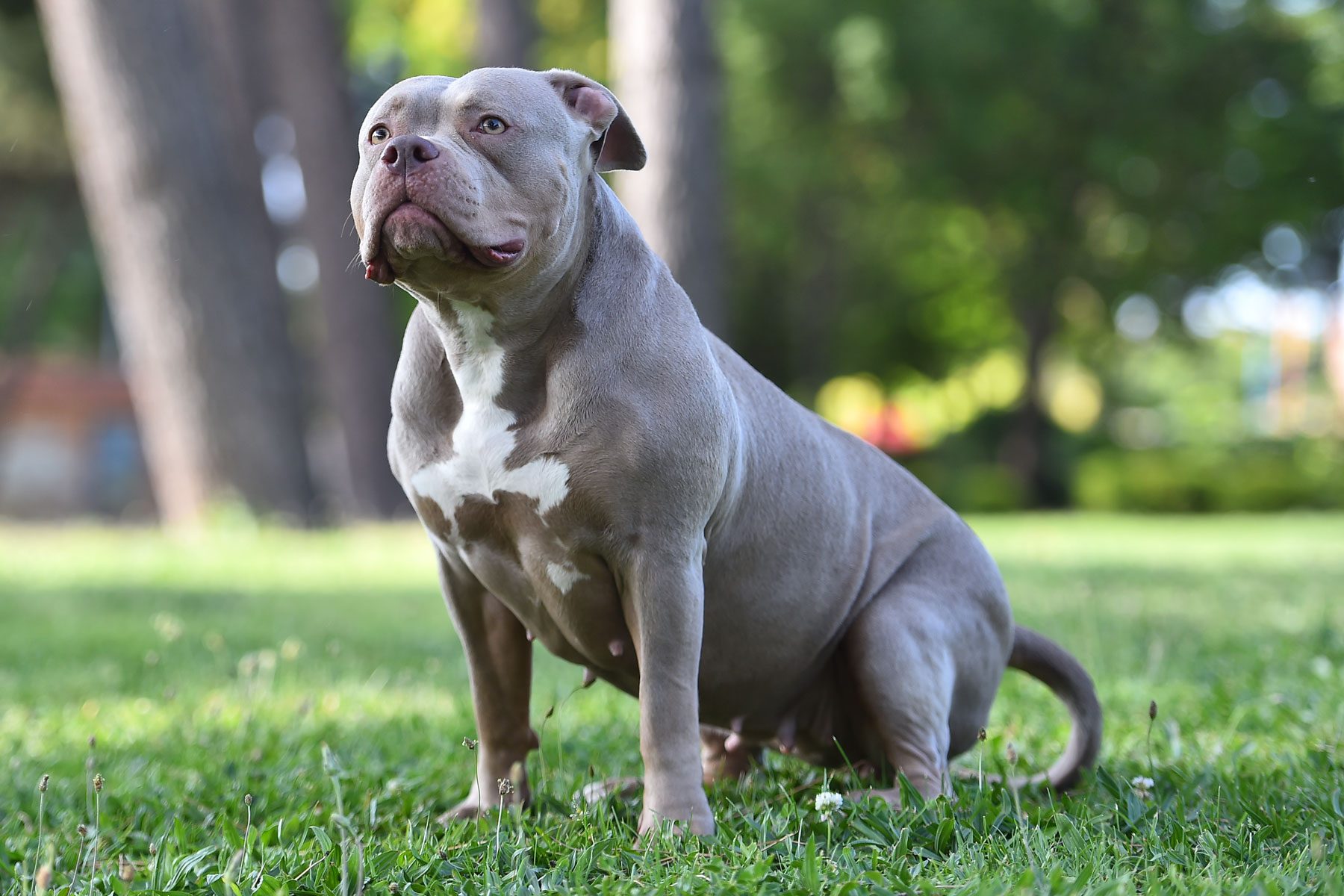 A muscular gray dog sits alertly on grass, surrounded by trees and a blurred green park setting.