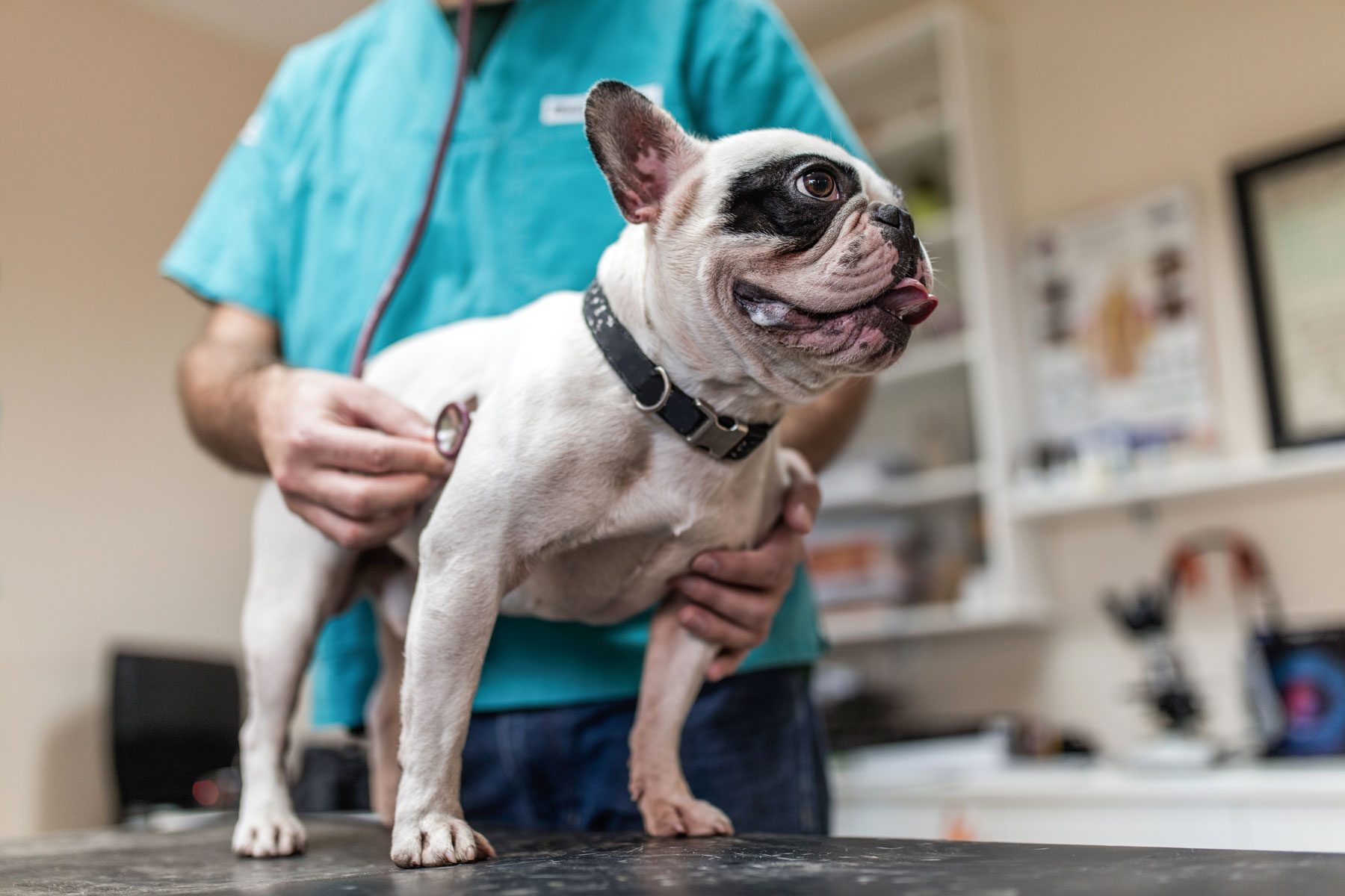 Bulldog is examined by a veterinarian using a stethoscope in a clinical setting with medical equipment and shelving.
