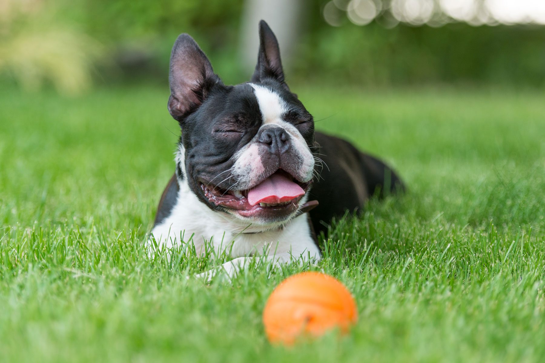 A Boston Terrier lies on green grass, panting contentedly, with a bright orange ball nearby.