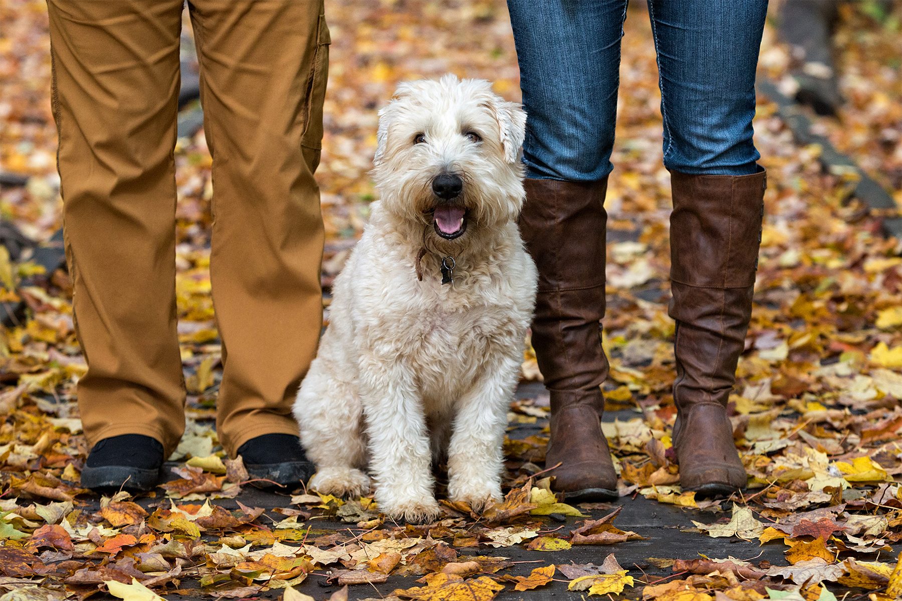 A fluffy dog sits between two people, surrounded by autumn leaves on a pathway.