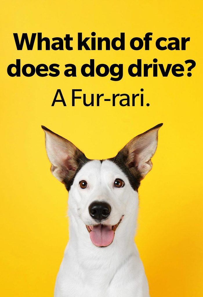 Dog Jokes That Will Leave You Laughing And Begging For More Funny Andalusian ratonero dog on yellow background