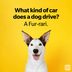 57 Dog Jokes That Will Leave You Laughingâ€”and Begging for More