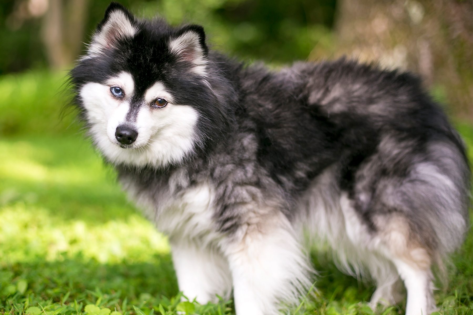 Dog stands alert, looking forward, in a grassy area with blurred trees in the background.