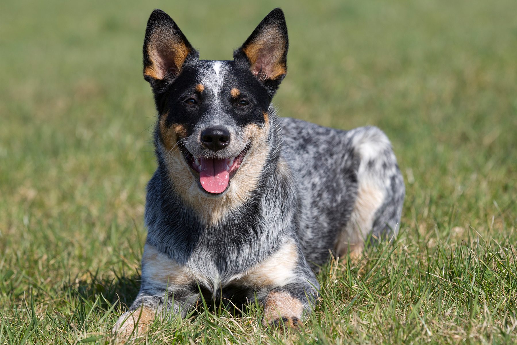 A dog lies on grass, mouth open and ears perked, in a sunny outdoor setting.