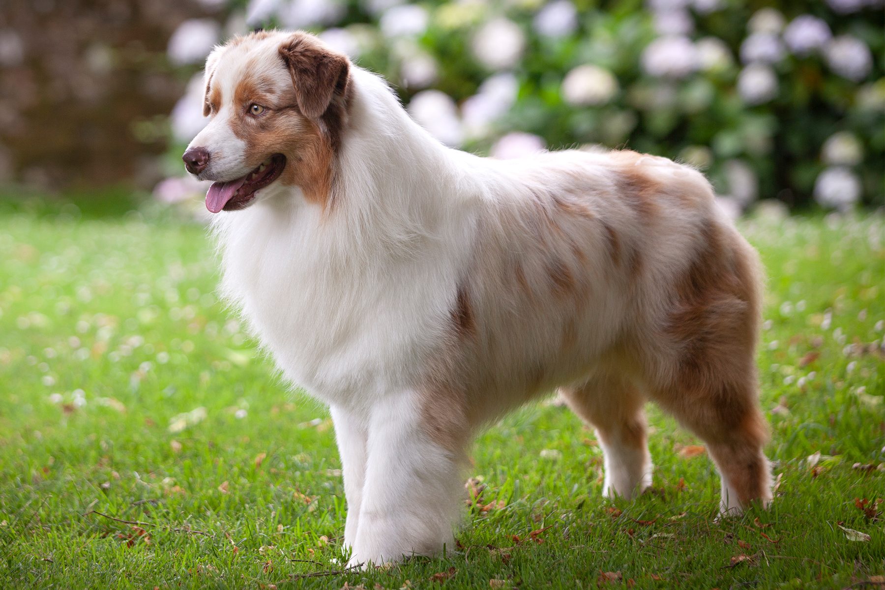 Dog standing on grass, displaying a fluffy coat with brown and white markings, surrounded by blurred greenery and flowers in background.