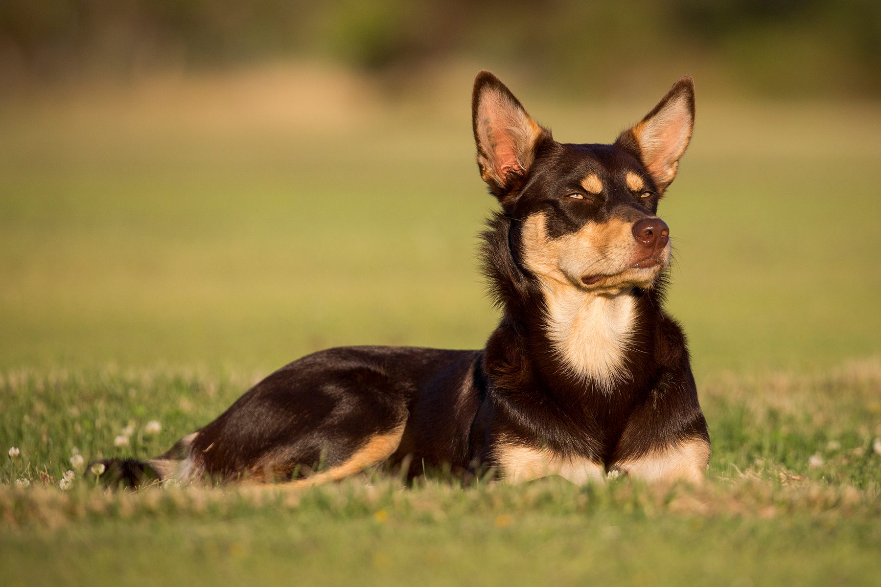Dog rests on grass, gazing into the distance, in a sunny, open field.