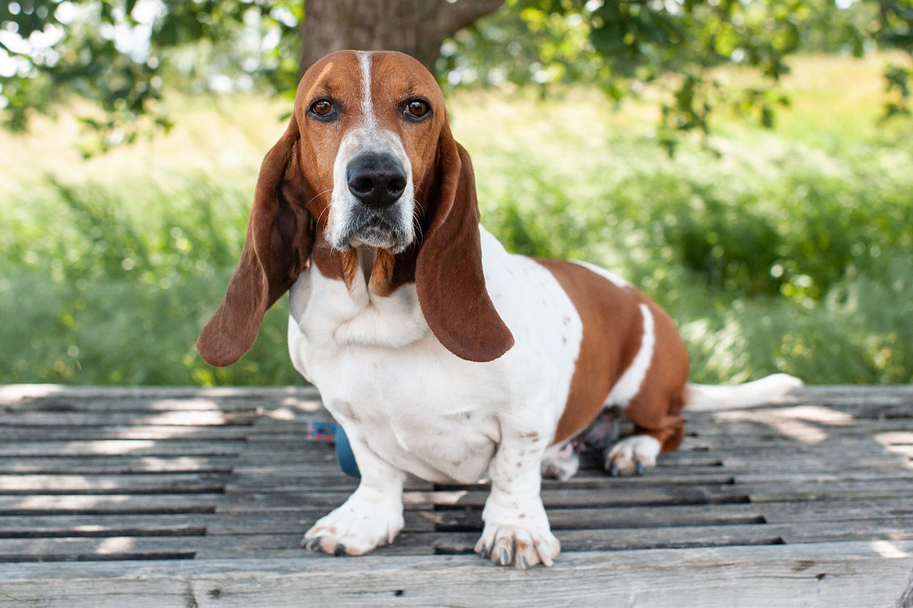 Basset hound sits on wooden platform, gazing intently, surrounded by lush greenery and a tree in the background.