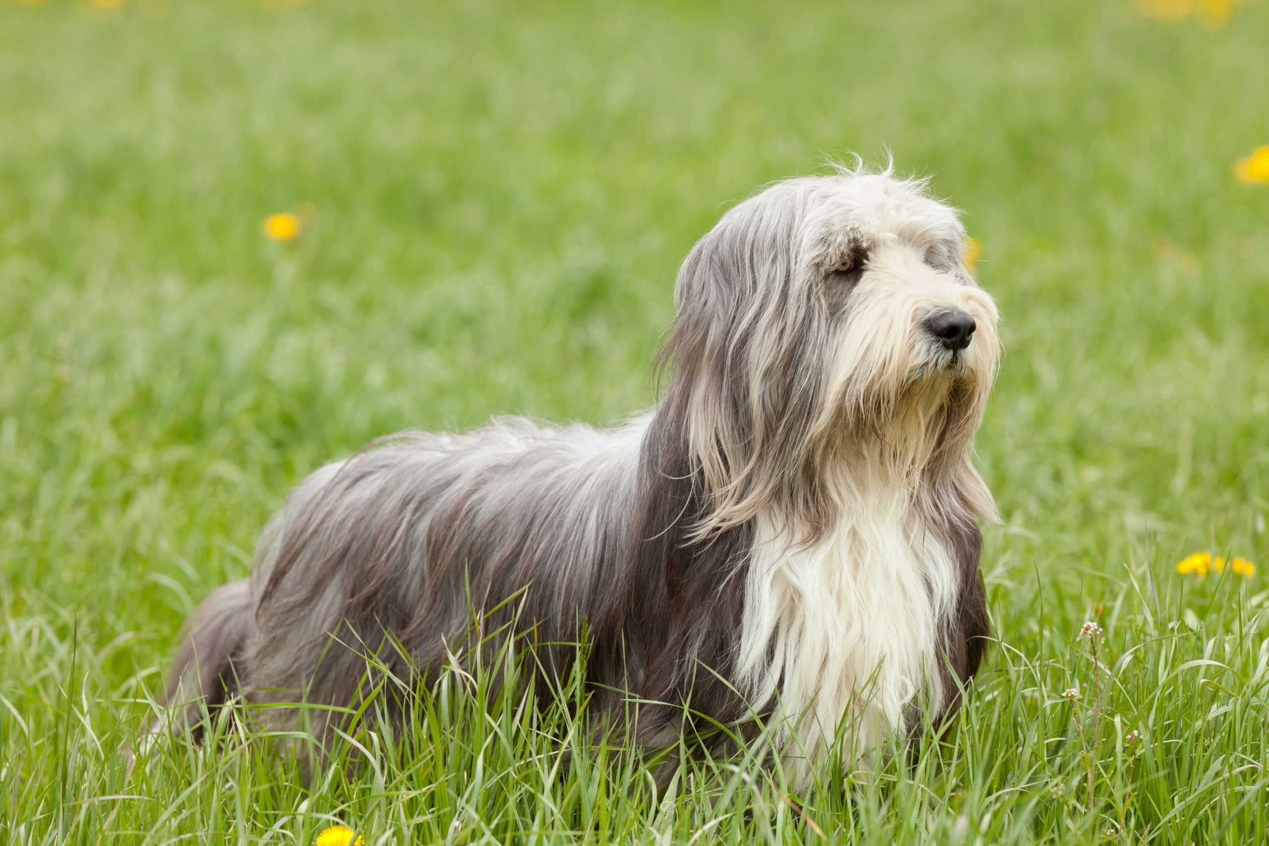 A long-haired dog stands calmly in a field of green grass, dotted with small yellow flowers.