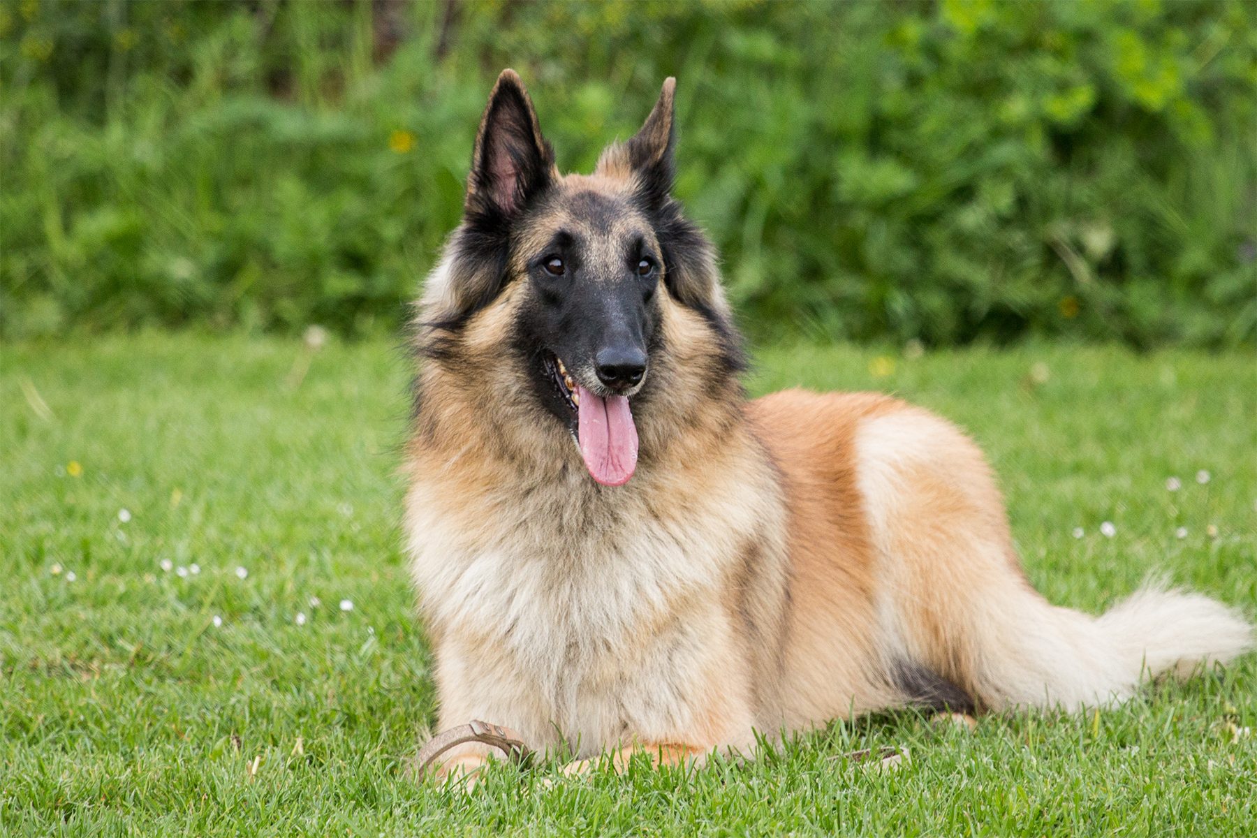Dog panting contentedly, lying in a grassy field with a backdrop of lush, green foliage.