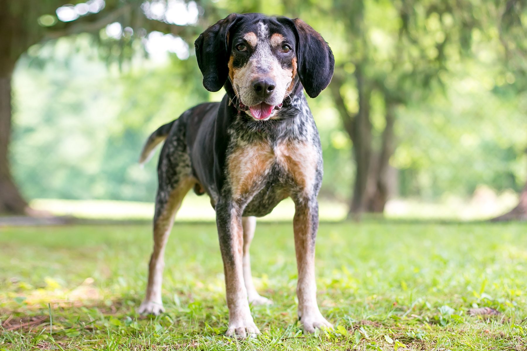 Dog stands on grass, tongue out, surrounded by trees in a sunny park.