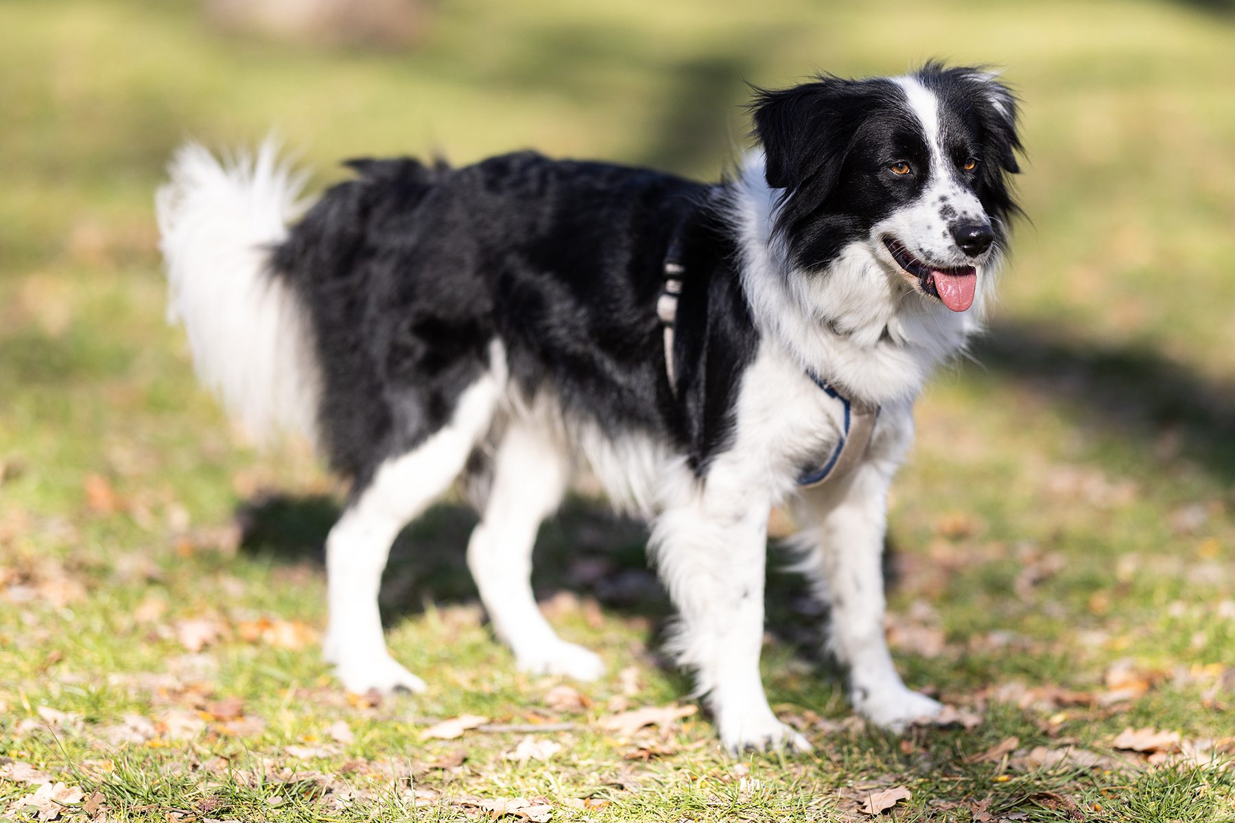 A black and white dog stands on grass with autumn leaves, tongue out, wearing a harness.