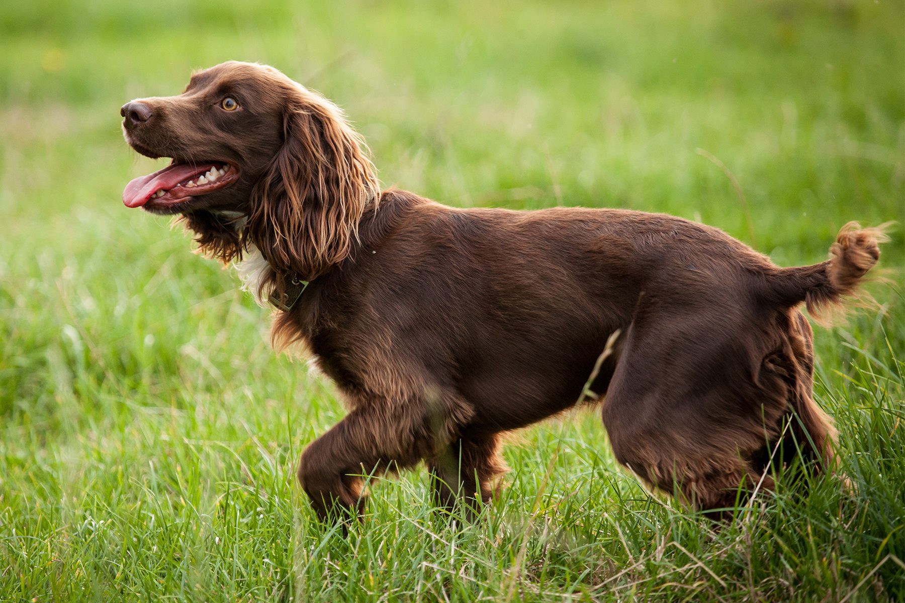 A brown dog walks through green grass, panting with its tongue out, ears flopping, looking content and energetic.