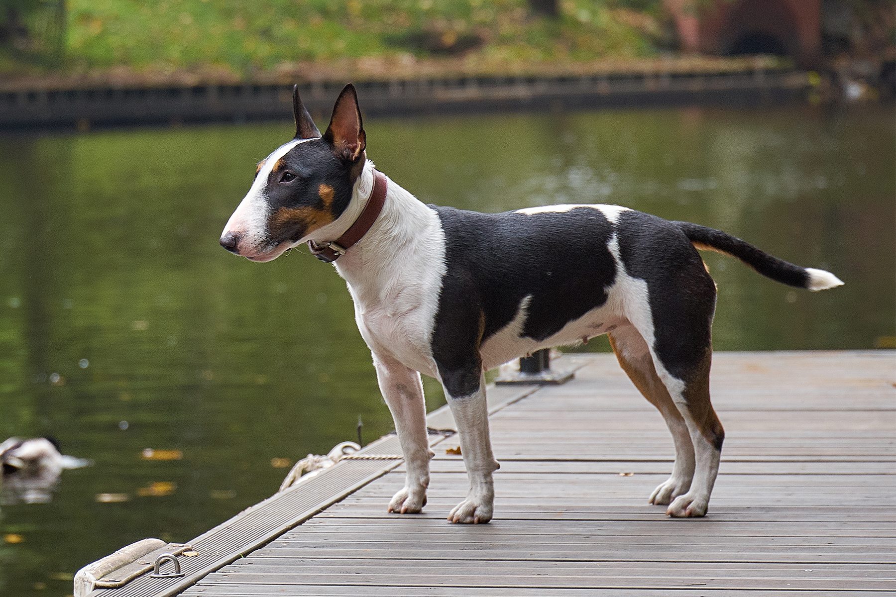 Bull Terrier stands alert on a wooden dock, overlooking calm water with scattered foliage and a distant archway in lush surroundings.
