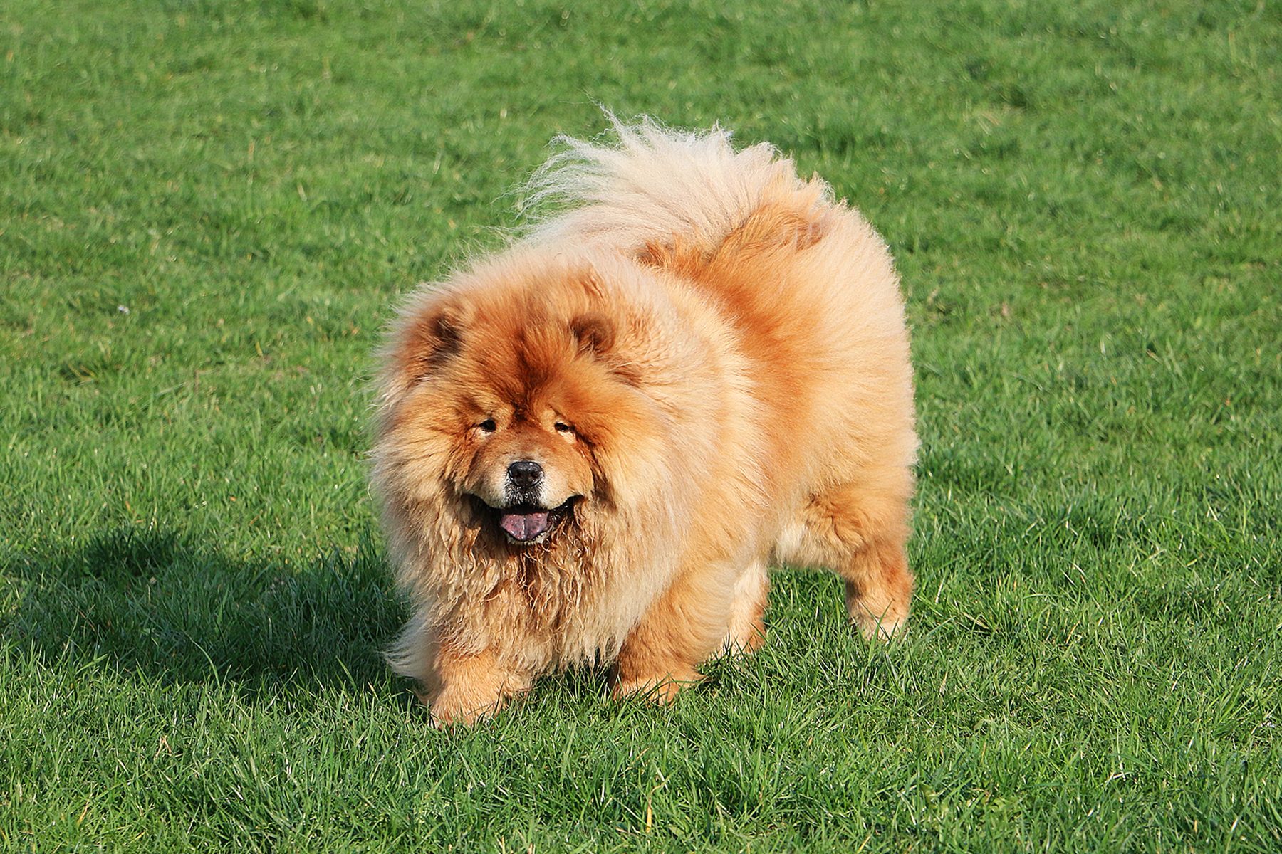 Fluffy orange dog walks across grassy field, under bright sunlight.