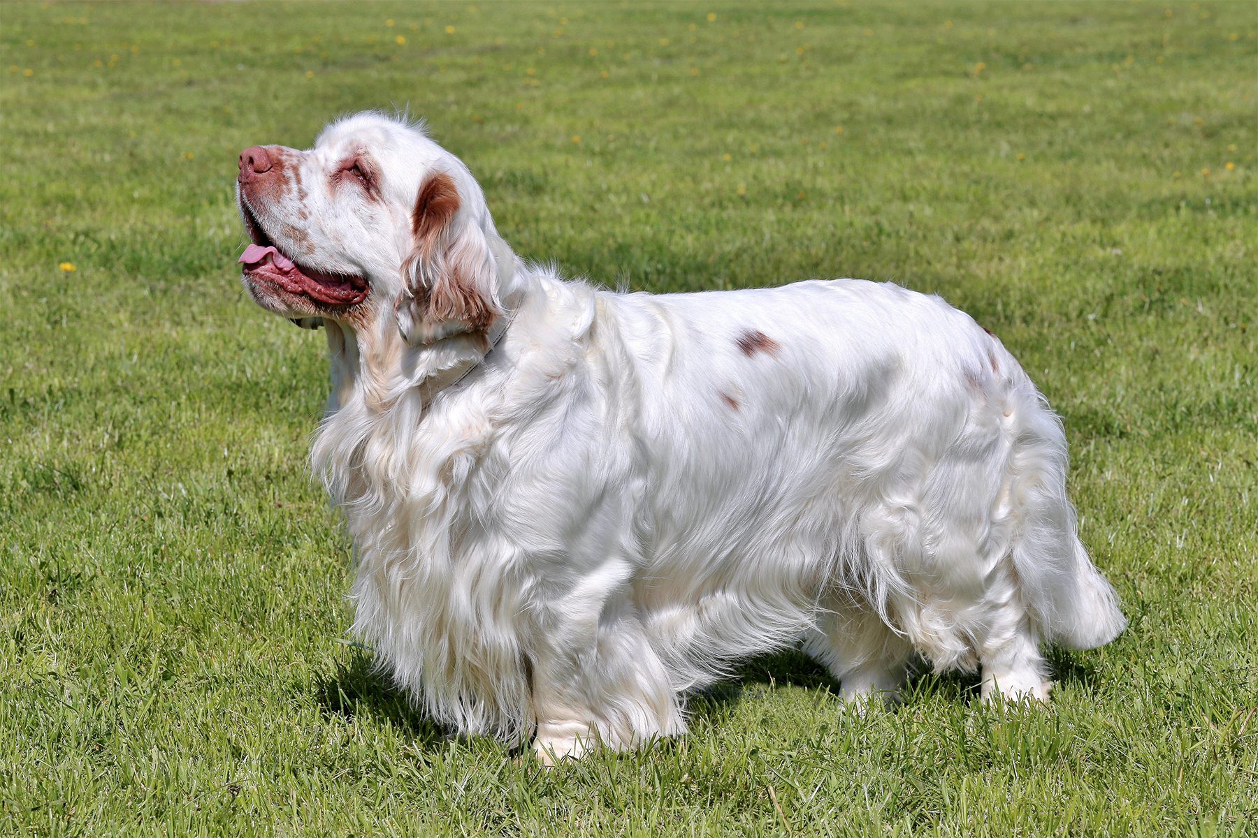 White dog stands on green grass, looking upward with mouth open, in a sunny outdoor setting.