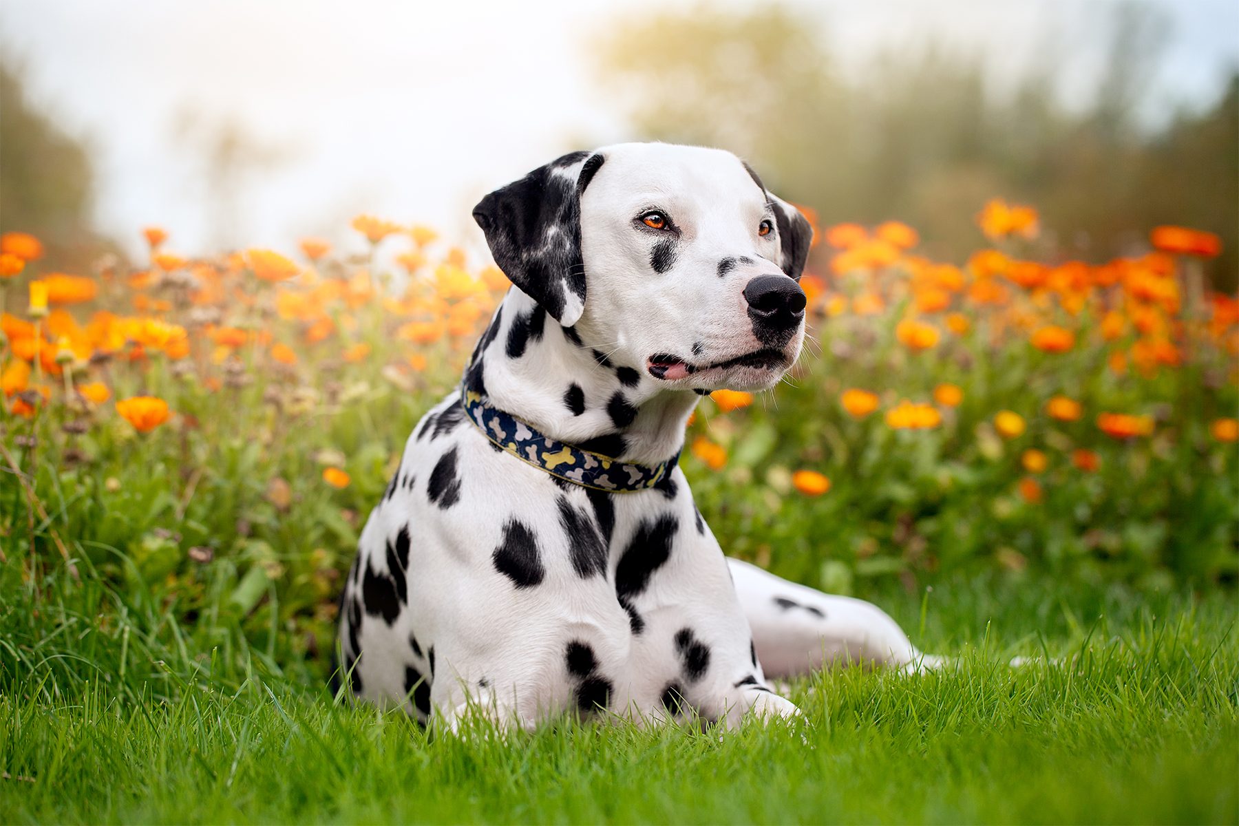 Dalmatian rests on green grass, surrounded by vibrant orange flowers, under a soft, sunny sky.