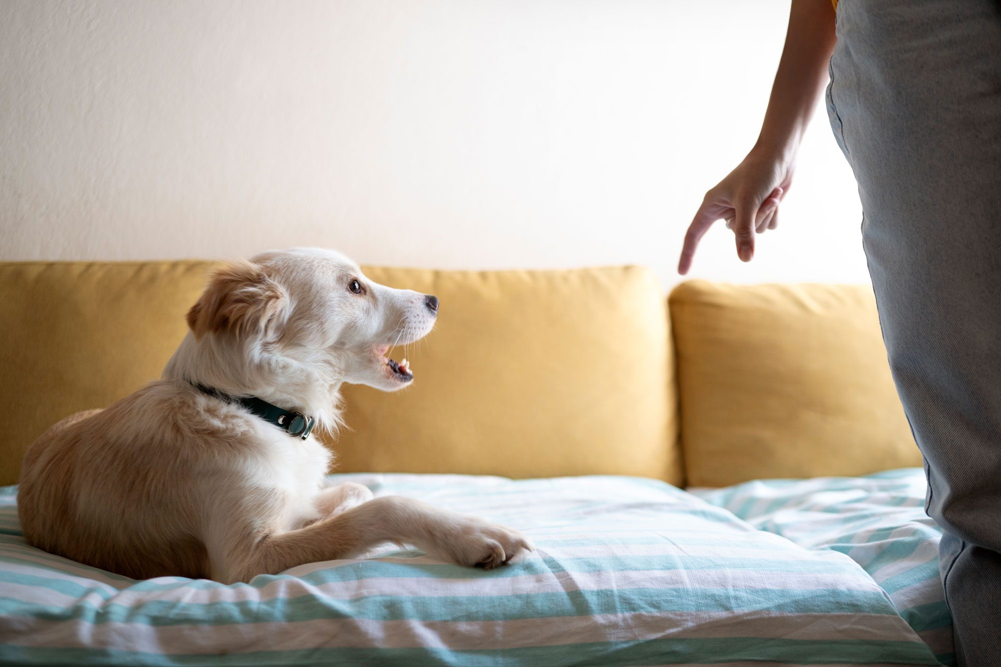 Dog Person And Hand Point For Discipline On Apartment Sofa For Behaviour Warning Command Or Teaching