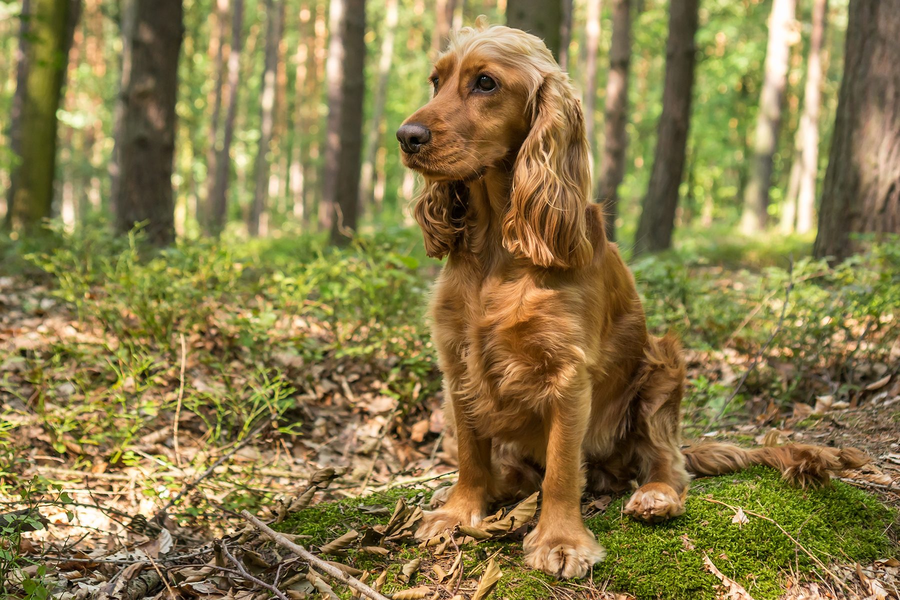 A golden dog sits attentively on a mossy forest floor surrounded by trees and scattered leaves.