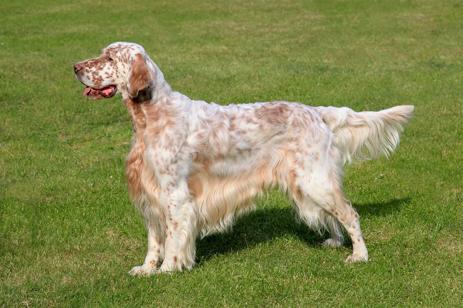 A long-haired, speckled dog stands alertly on a lush green lawn, gazing ahead with mouth slightly open.