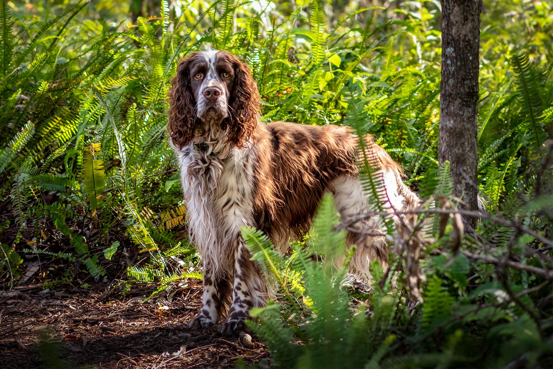 Brown and white dog stands alert among lush green ferns in a forest setting.