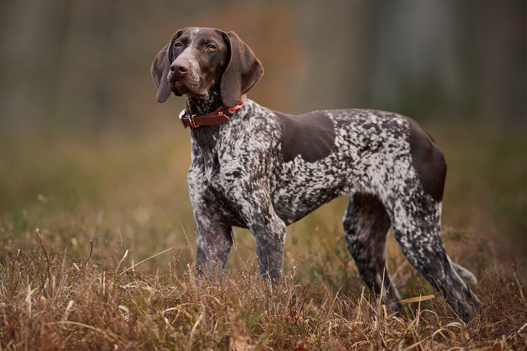 Dog stands alert in a grassy field, wearing a red collar. The background is a blurred mix of earthy tones.