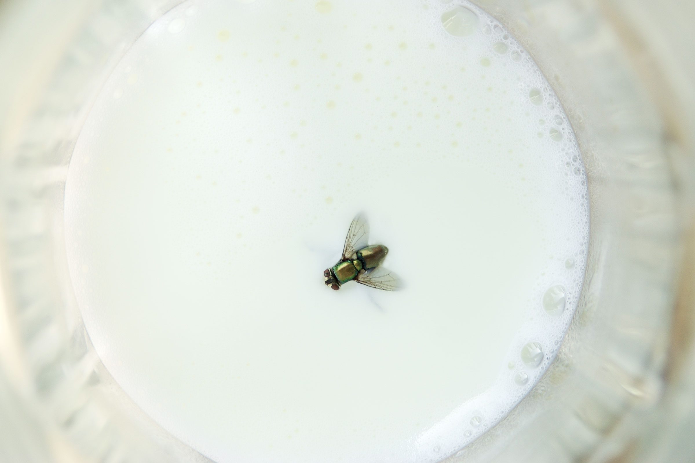 A fly floating motionless in a glass of milk, surrounded by glass edges and milk bubbles.