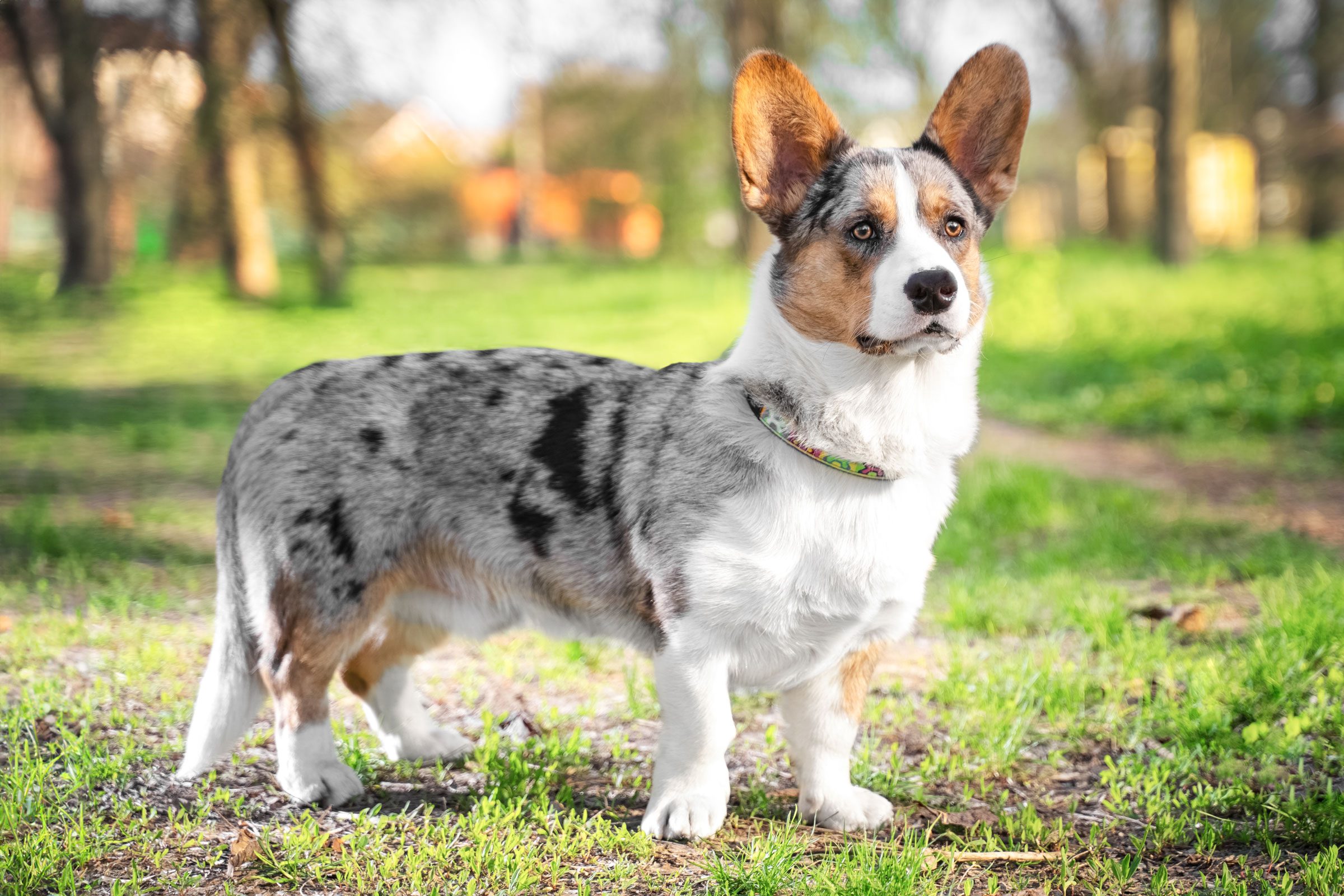 A tricolor corgi stands alertly on grassy ground, surrounded by blurred trees and sunlight filtering through leaves.