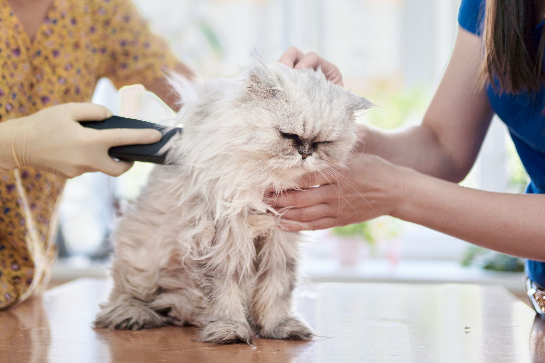 Old Persian cat is brought for examination and trimming