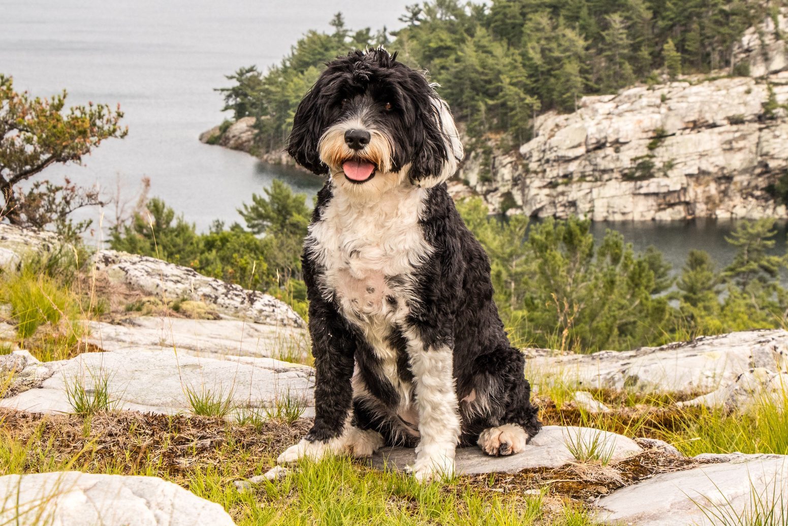 dog at the lookout at Covered Portage, Ontario, Canada