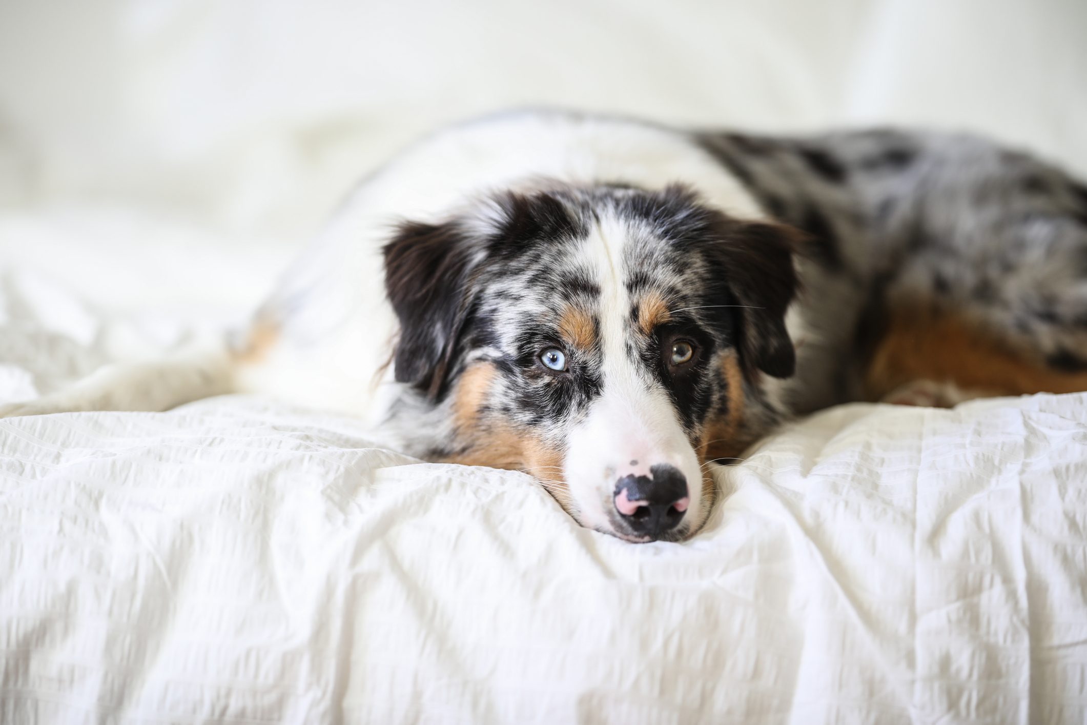 Portrait of and Australian Shepherd Dog