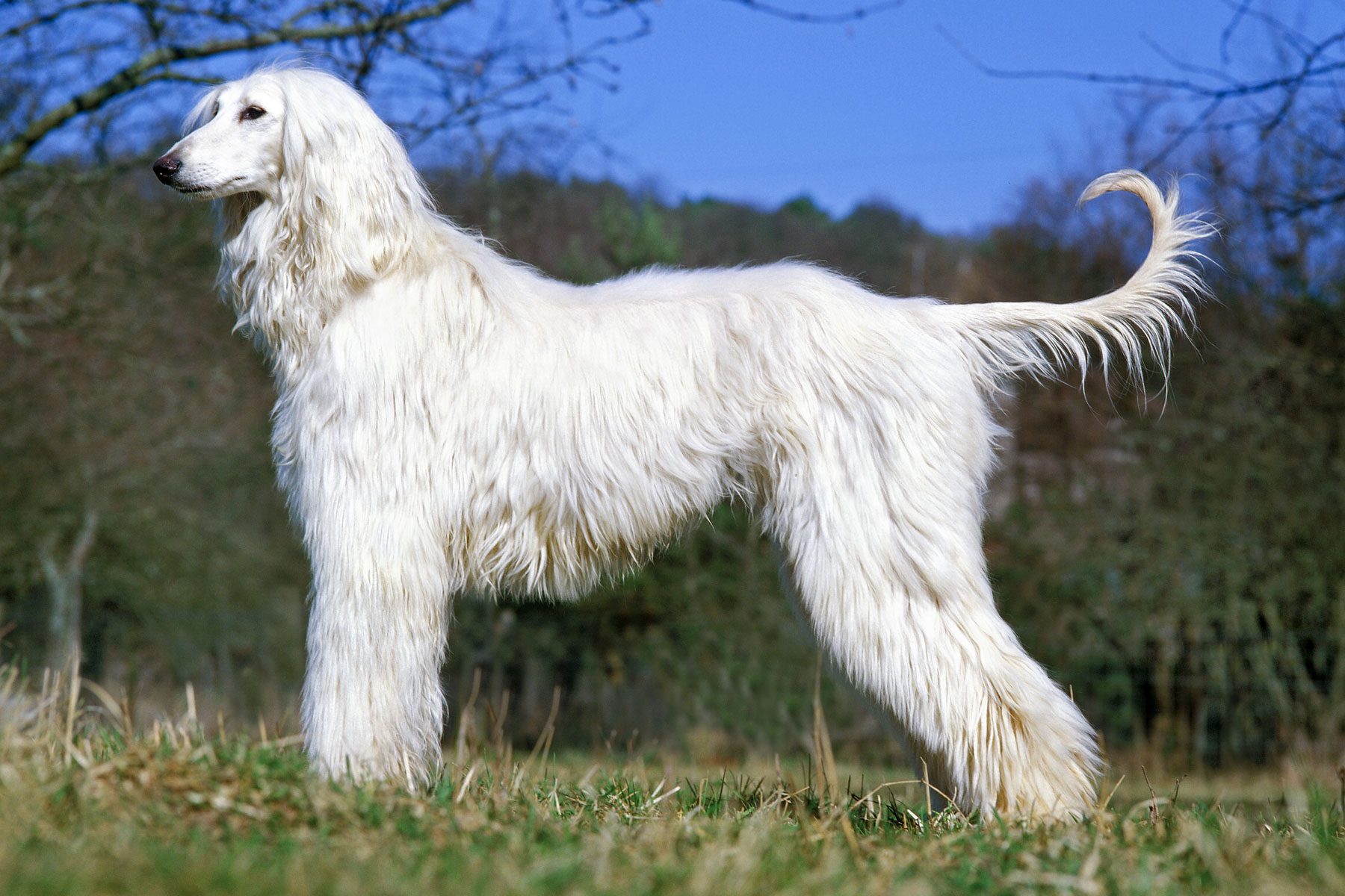 A fluffy, white dog stands on green grass, surrounded by bare trees and a blue sky.