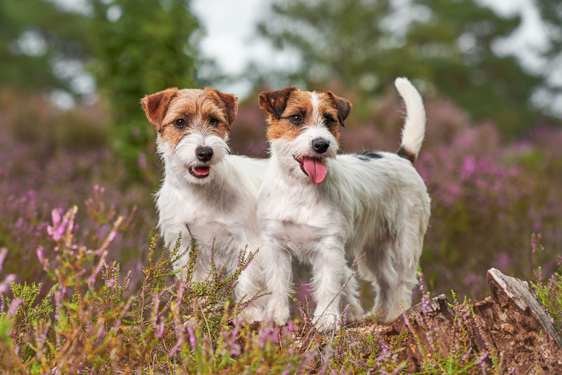 Two small dogs stand, panting contentedly, surrounded by blooming purple flowers in a lush, green setting.