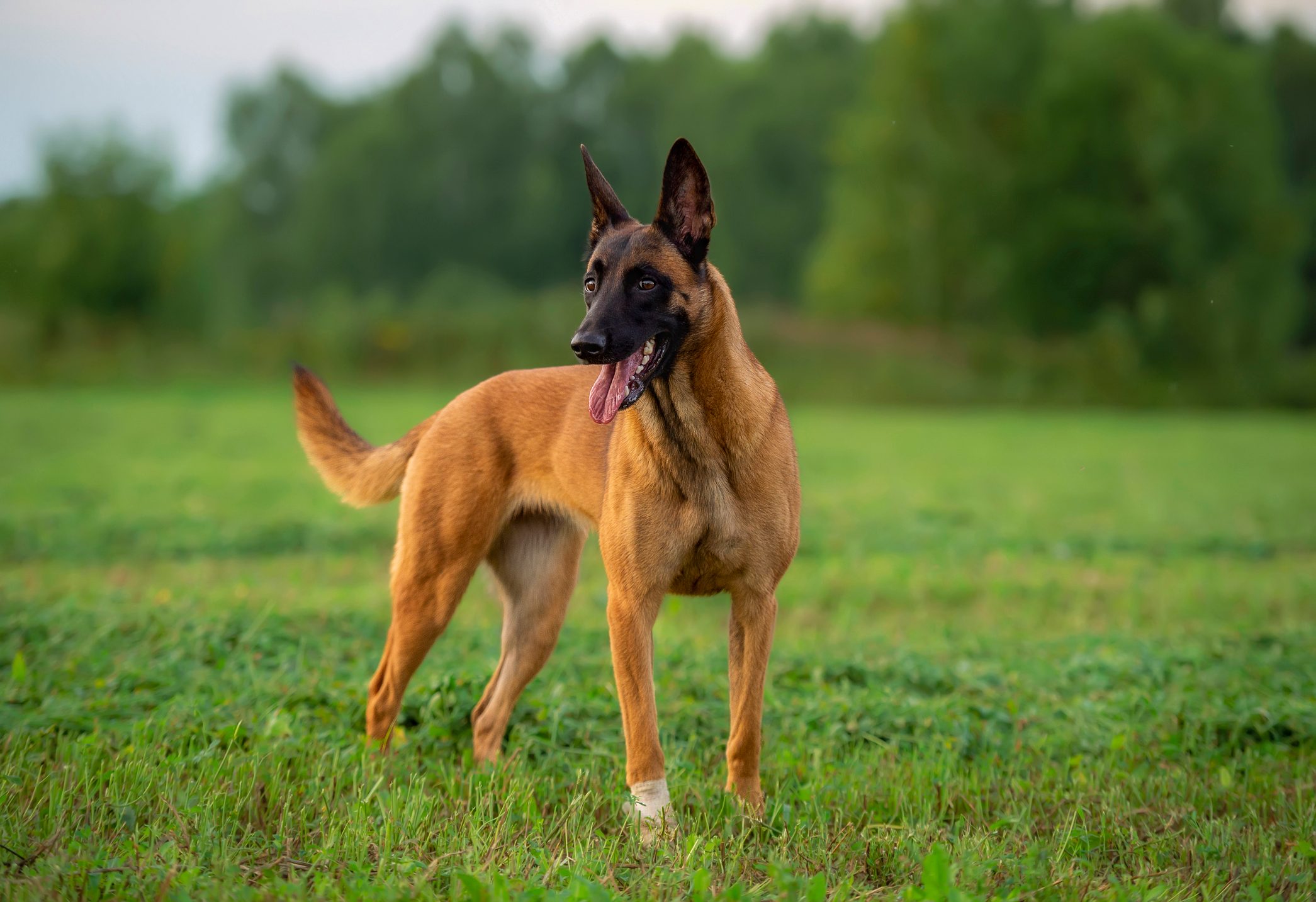 A tan and black dog stands alert on grass, surrounded by a blurred background of green trees.
