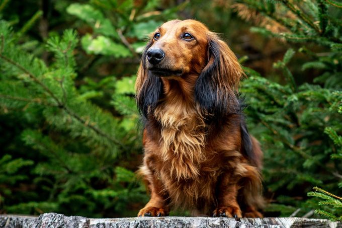 Dachshund resting on a hunt in a spruce forest