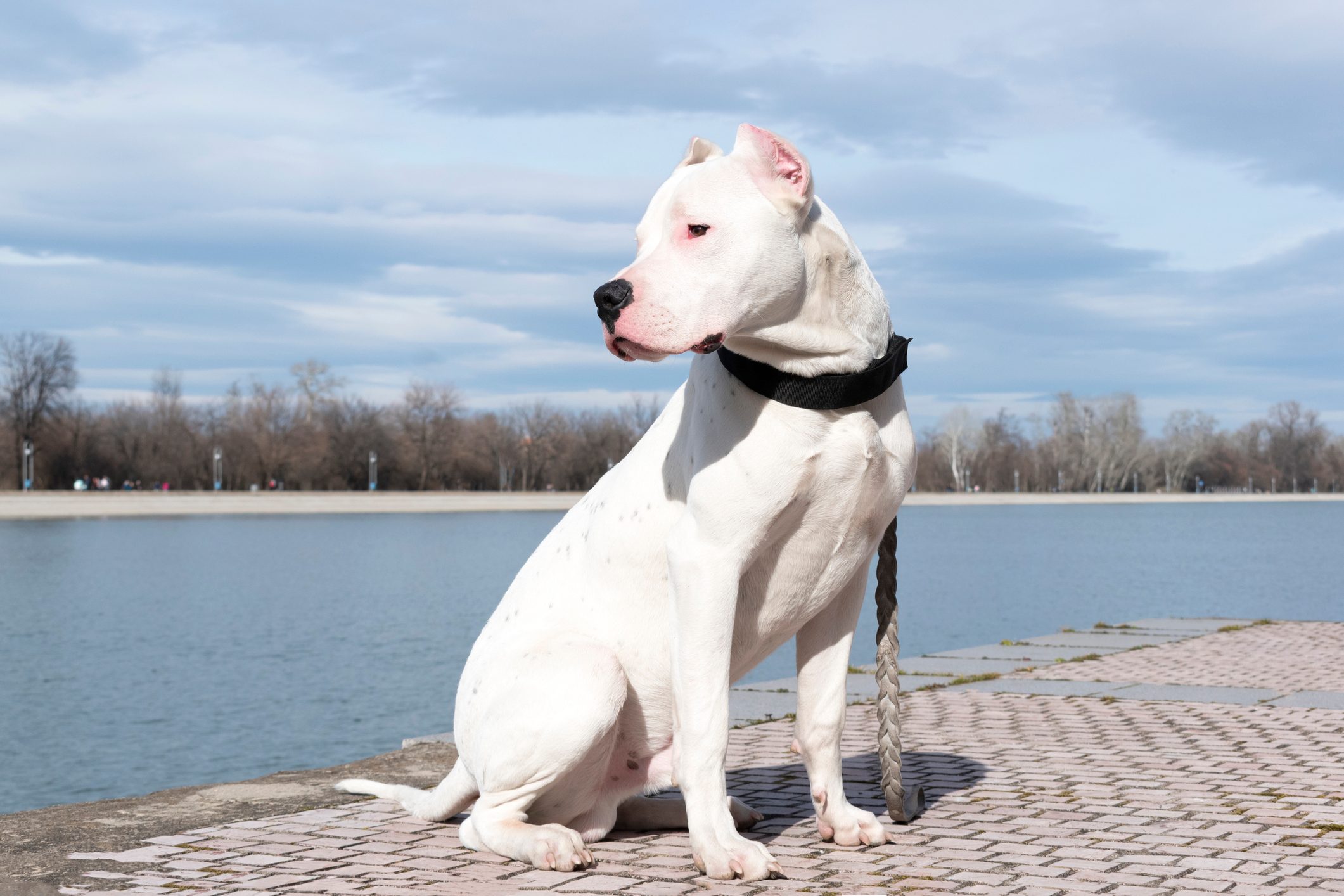 Dog Dogo Argentino - full length portrait. Argentinean mastiff. Beautiful white dog. Close-up. Copy space