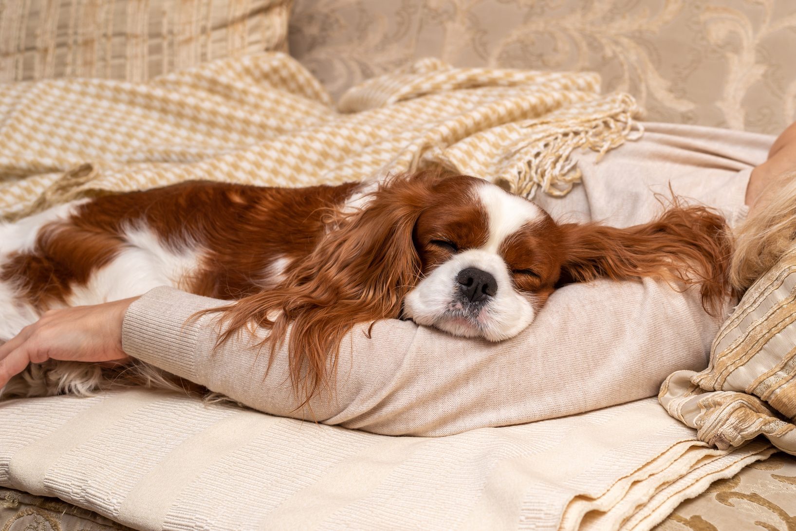 Dog sleeps comfortably on a person's arm amidst soft, patterned blankets and a cushioned sofa background.