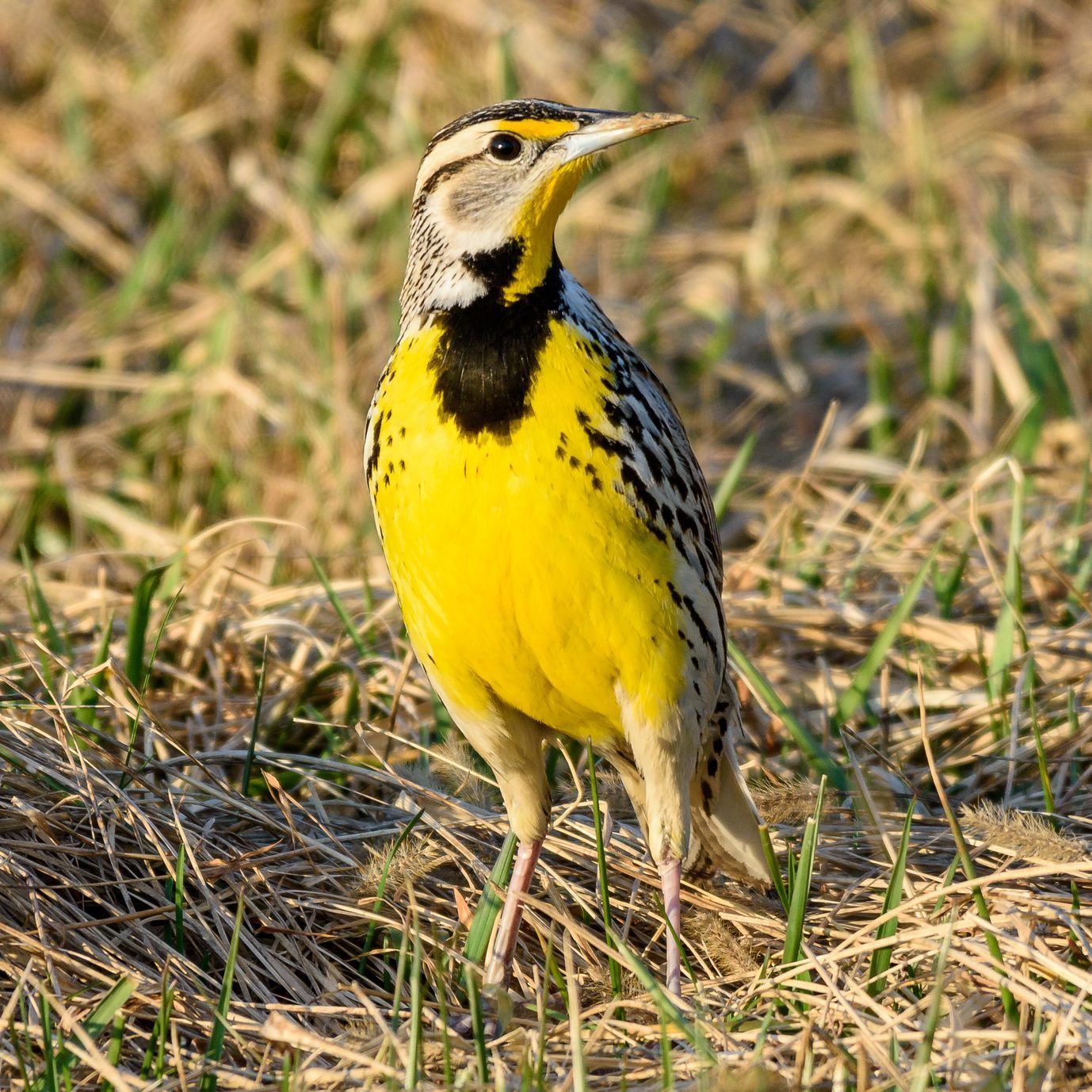 A male Eastern Meadowlark perched on a corn stalk