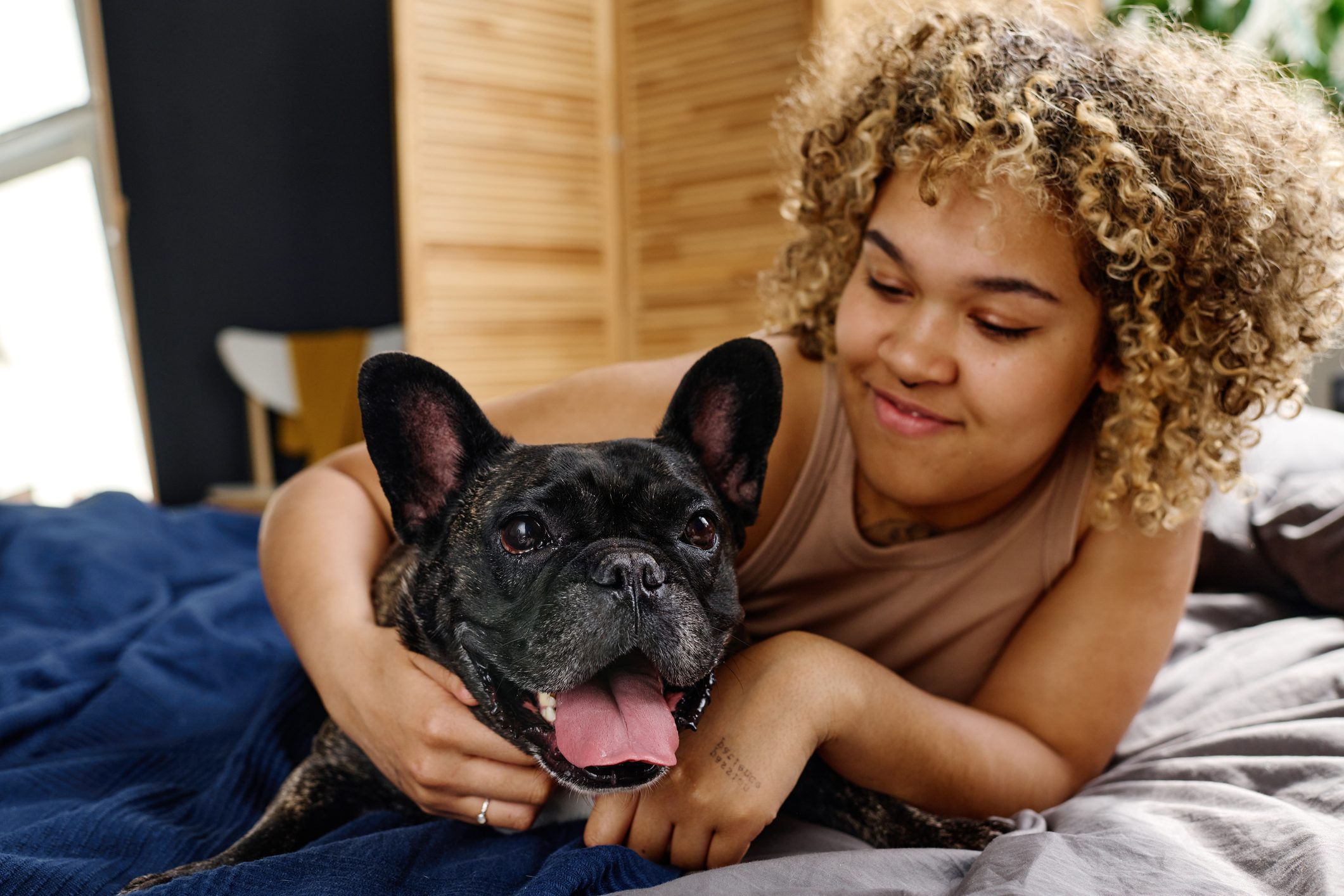 A black French bulldog with tongue out is embraced by a smiling person on a bed in a cozy room.