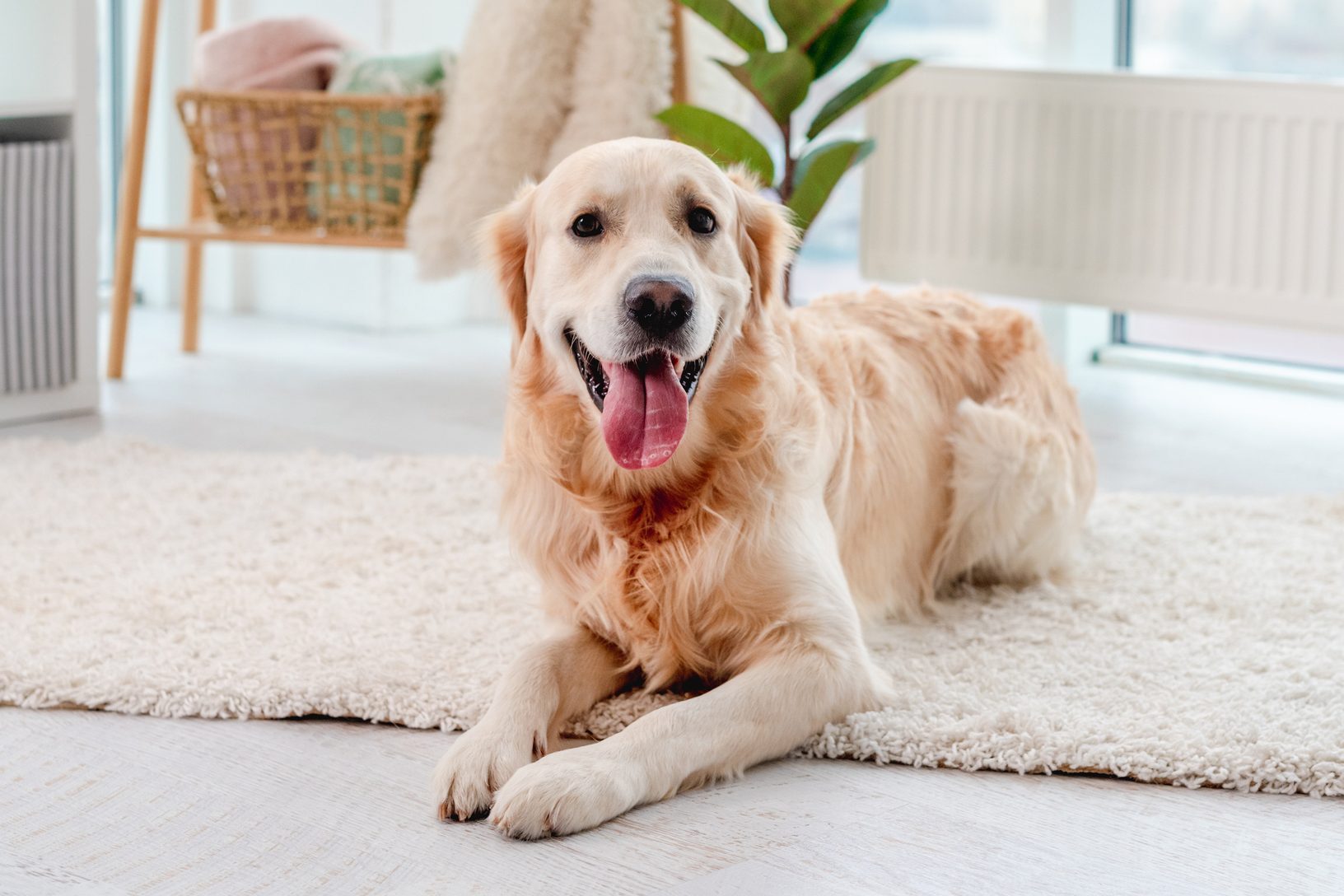 Golden retriever lying on light floor