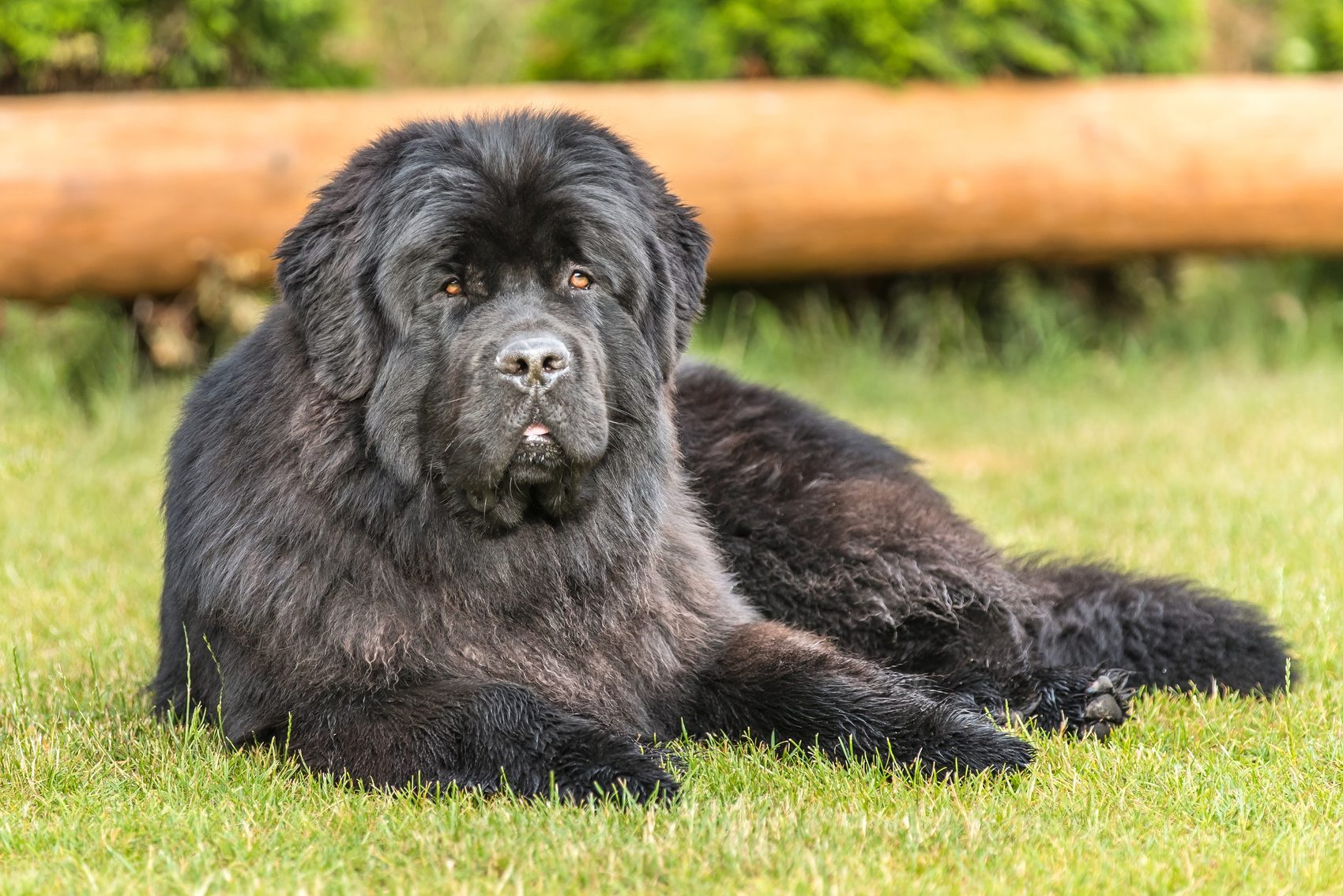 A large, fluffy black dog lies on green grass, framed by a wooden log and greenery in the background.